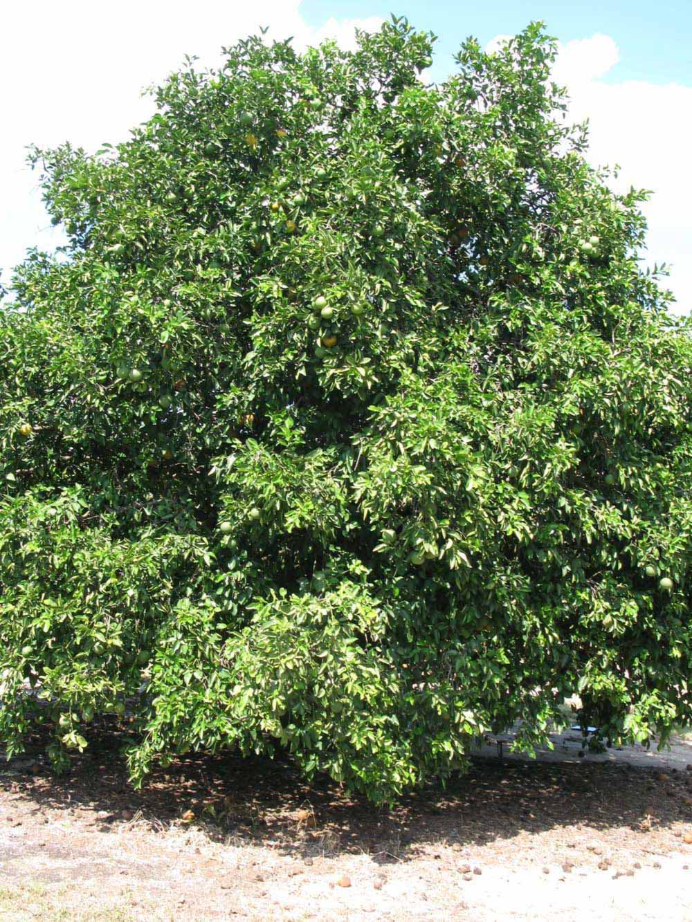            Habit (Winter Haven, FL)   